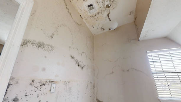 Best Water Damage & Mold Remediation  in Dilley, TX