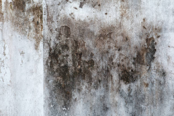 Biohazard Mold Removal in Dilley, TX