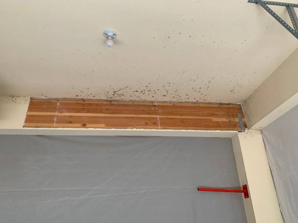 Best Mold Remediation for Healthcare Facilities  in Dilley, TX