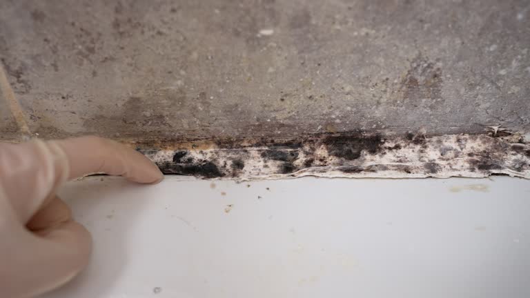 Dehumidification Services in Dilley, TX